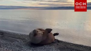 В порту Певек на Чукотке морж исполнил необычный «танец» на берегу.