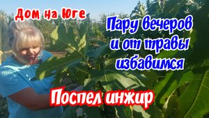 Дом на Юге. Поспел инжир. Пару вечеров и от травы избавимся.