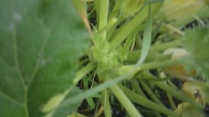 Обзор нашего кабачкового растения №3