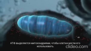 Митохондрия и энергия