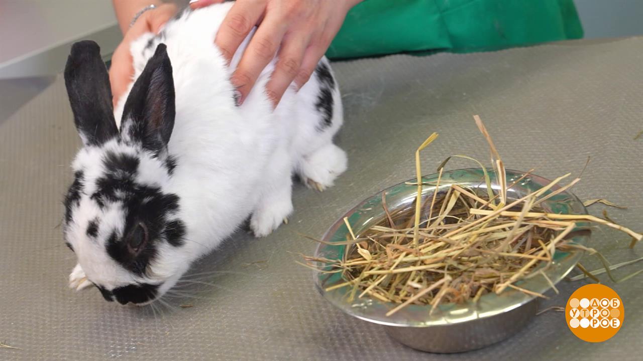 Ушки на макушке: как правильно ухаживать за кроликом. Доброе утро. Фрагмент выпуска от 05.09.2025