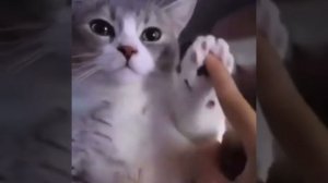 Кот двигает головой в такт мужики