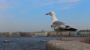 Птицы Питера