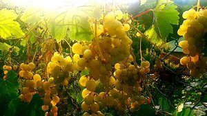 Виноград набирает вкус.
