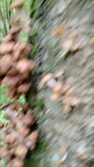 опёнок осенний05.09.25. Ленинградская область Ломоносовский район