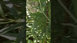 Камень ,несёт в себе дух,земли.