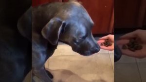 СМЕХ И ПРИКОЛЫ НА КАНАЛЕ СМЕШНЫХ ВИДЕО / СМОТРЕТЬ ОНЛАЙН СМЕШНОЕ ВИДЕО ПРИКОЛОВ