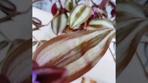 Зебрина 🦓🌸