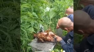 Забой петухов.