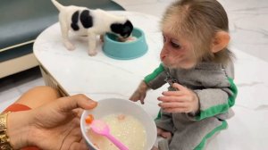 Обезьянка ЛАПУСЕЧКА просит папу кушать лежит со щенком ждёт Ест ложкой за столом с собачкой Смешные