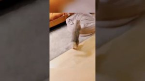 СМЕШНЫЕ ВИДЕО ДО СЛЕЗ 😆 🙂ПОДПИШИСЬ, ДАЛЬШЕ БУДЕТ БОЛЬШЕ 🙂