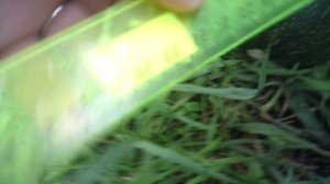 Обзор нашего первого кабачкового растения