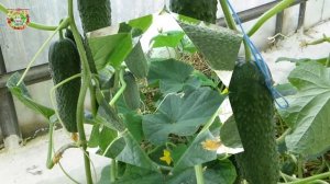 Как собрать урожай огурцов даже в плохой год