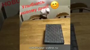 ЮМОР / ПРИКОЛЫ / СМЕШНЫЕ ВИДЕО / ПРИКОЛЫ 2025 / СМЕХ