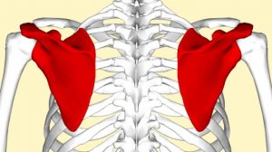 ЛОПАТОЧНО-ТРАХЕАЛЬНЫЙ ТРЕУГОЛЬНИК (топографическая анатомия и оперативная хирургия)