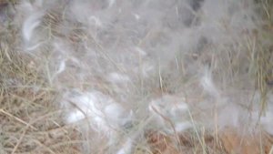 Прибавление в семье.