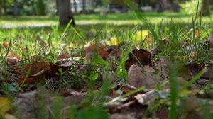 "Местное время. Суббота" (06.09.25)