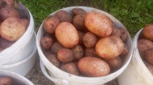 Сорт  картофеля Журавинка. Урожай 2025 года. Вкусный и красивый сорт.