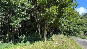 Участок 6,5 сот СНТ Митинки