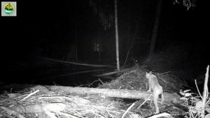 Рысь в заповеднике "Кивач". 05.08.2025.