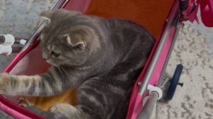 Мои питомцы киска Мята и хомячок Эрик