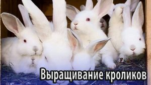 Выращивание породистых кроликов