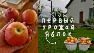 Переезд на Юг.Станица НАТУХАЕВСКАЯ.Первый урожай.