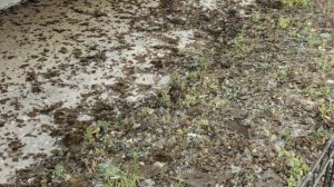 В Липецкой области обломками уничтоженных БПЛА повреждены два дома