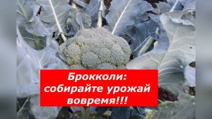 Как получить по два урожая брокколи