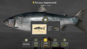 ФАРМ НА ЛАДОЖСКОМ АРХИПЕЛАГЕ И ТАРАНКЕ, СУПЕР КЛЕВ ОСЕТРА НА АХТУБЕ В РУССКОЙ РЫБАЛКЕ 4 РР4