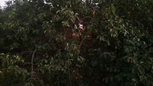 Некоторые засухоустойчивые деревья крымского сада