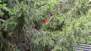 наконец то пятница пришла в вольный зоопарк