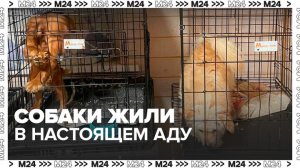 Зоозащитница рассказала, в каких условиях содержались животные в питомнике под Чеховом - Москва 24