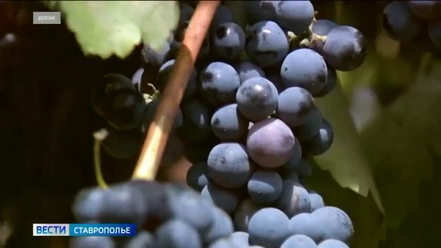 На Ставрополье стартовала уборка винограда