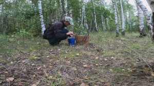 СБОР БЕЛЫХ ГРИБОВ И РЫЖИКОВ 5 СЕНТЯБРЯ