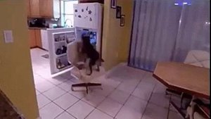 СМОТРЕТЬ ПРИКОЛЬНОЕ ВИДЕО / СМЕШНОЕ ВИДЕО / ВИДЕО ПРИКОЛЫ / ЮМОР НА КАНАЛЕ