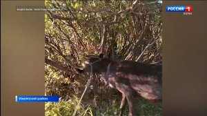 Житель Ижемского района запечатлел, как олень чистит свои рога от "бархата"