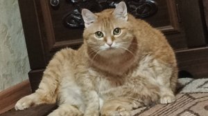 Колыбельная для кота Гарика