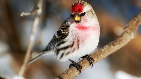Звук природы. Пение птиц. Птицы. Пение птицы Обыкновенная чечетка