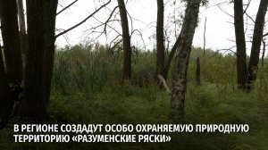В регионе создадут особо охраняемую природную территорию «Разуменские ряски»