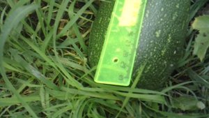 Измерение размера кабачка и анализ скорости роста