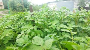 Снято  05.08.25г.Шарвари Пирошка, Сынок цветут второй раз.