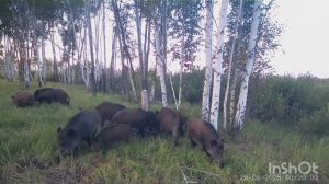 Много кабанов. Козлы во время гона. Молодой барсук.