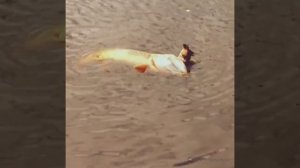 Крупная щука поймала чомгу