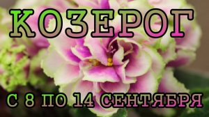 КОЗЕРОГ таро прогноз на неделю с 8 по 14 СЕНТЯБРЯ 2025 года.