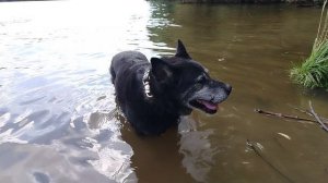 05.09.2025 Мишка. Закрываю сезон купания.