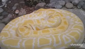 ЗООПАРК им. Р. А. ШИЛО. СЕРПЕНТАРИЙ. НОВОСИБИРСК