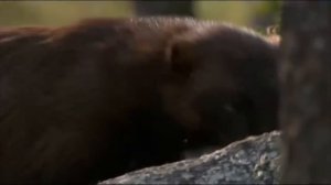 Природа_Часть10