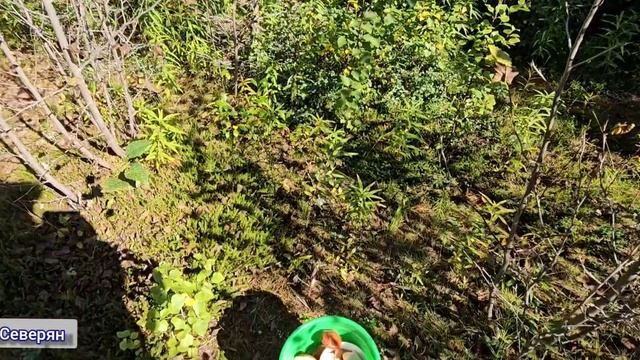 Поход по грибы. ЖизньСеверян. Ямало-Ненецкий АО. За полярным кругом. 2025