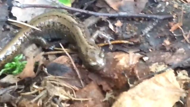 Как выглядит тритон ящерица смотреть онлайн